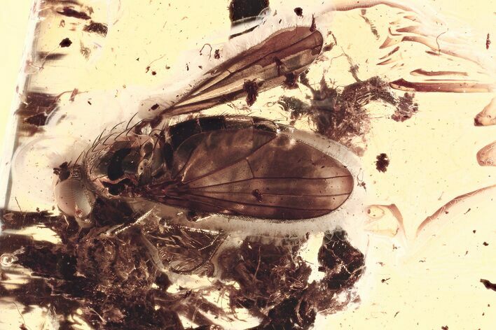 Detailed Fossil Long-Legged Fly (Dolichopodidae) in Baltic Amber #330703